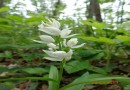 Cephalanthera damasonium ©  Pandion Wild Tours